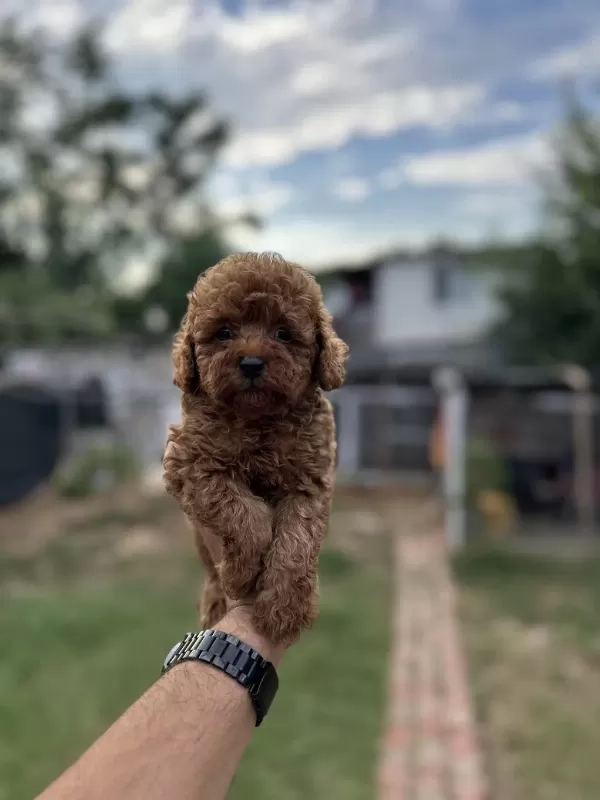 Sağlık Ve İrk Garantili Toy Poodle Yavrularımız