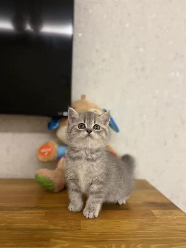 İrk Ve Sağlik Garantili British Shorthair Yavrularim