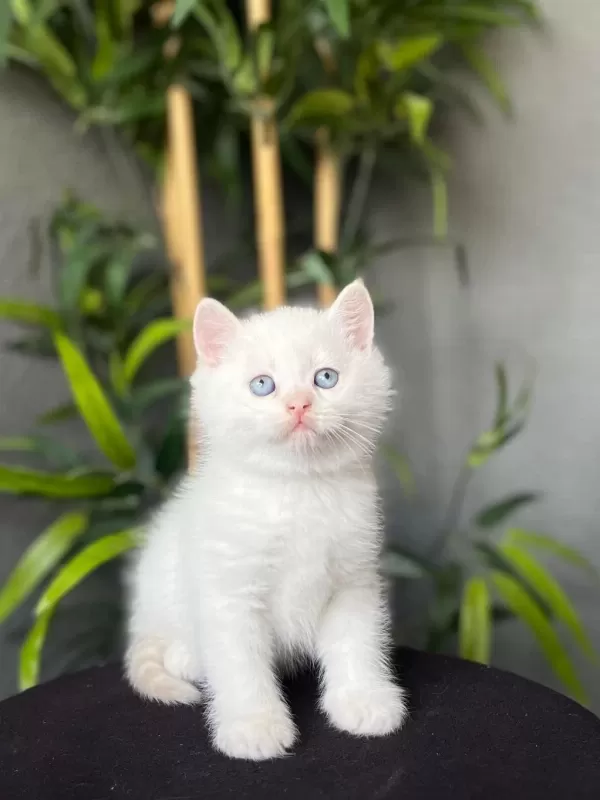 Mavi Gözlü British Shorthair Yavrularim