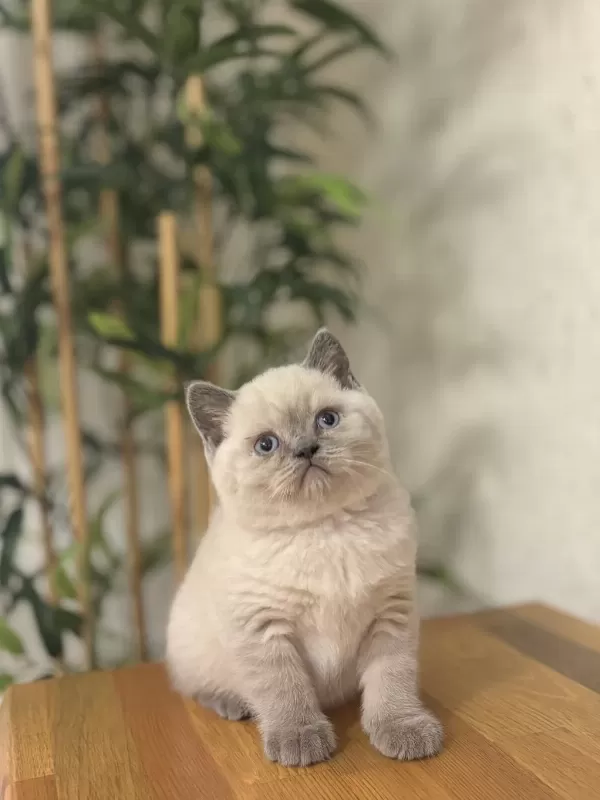 British Shorthair Blue Point Yavrularim