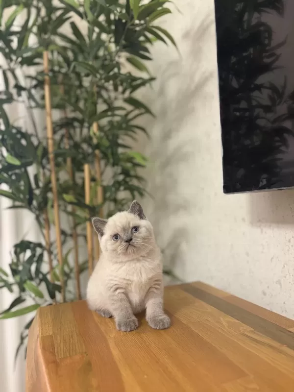 British Shorthair Blue Point Yavrularim