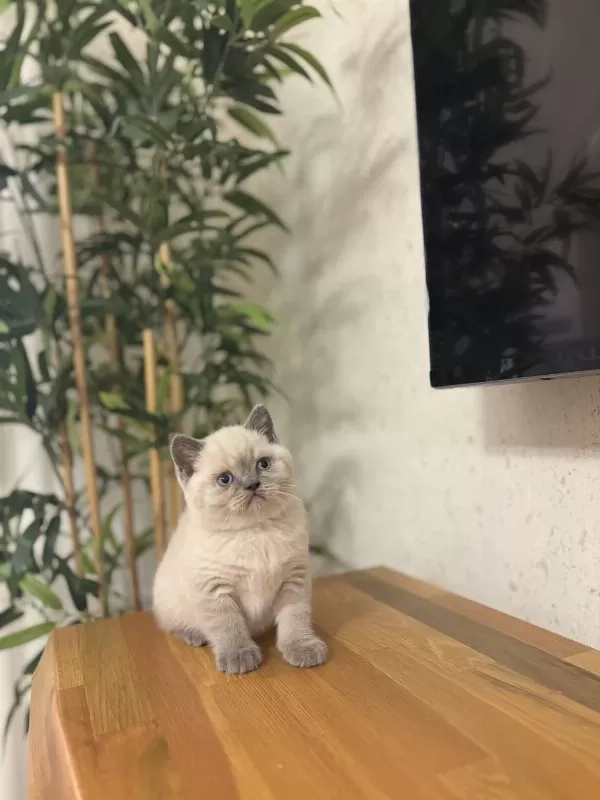 British Shorthair Blue Point Yavrularim