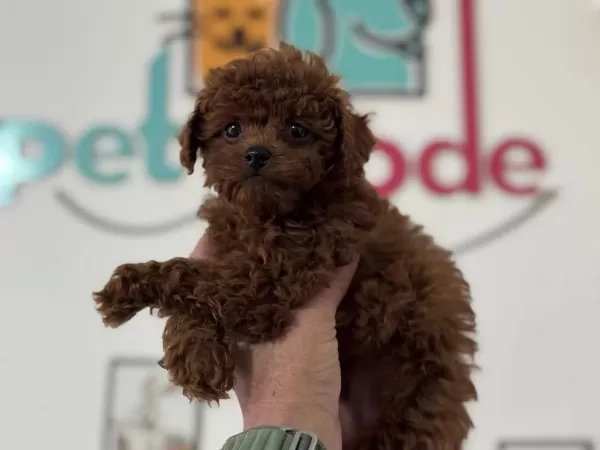 Ankarada Kore Toy Poodle Yavrular Petmode Den