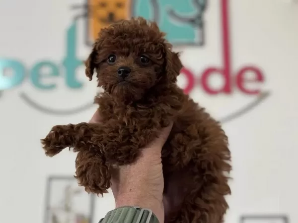 Ankarada Kore Toy Poodle Yavrular Petmode Den