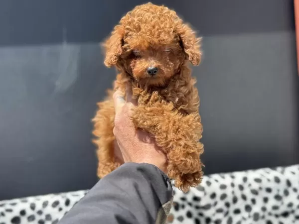 Ankarada Kore Toy Poodle Yavrular Petmode Den