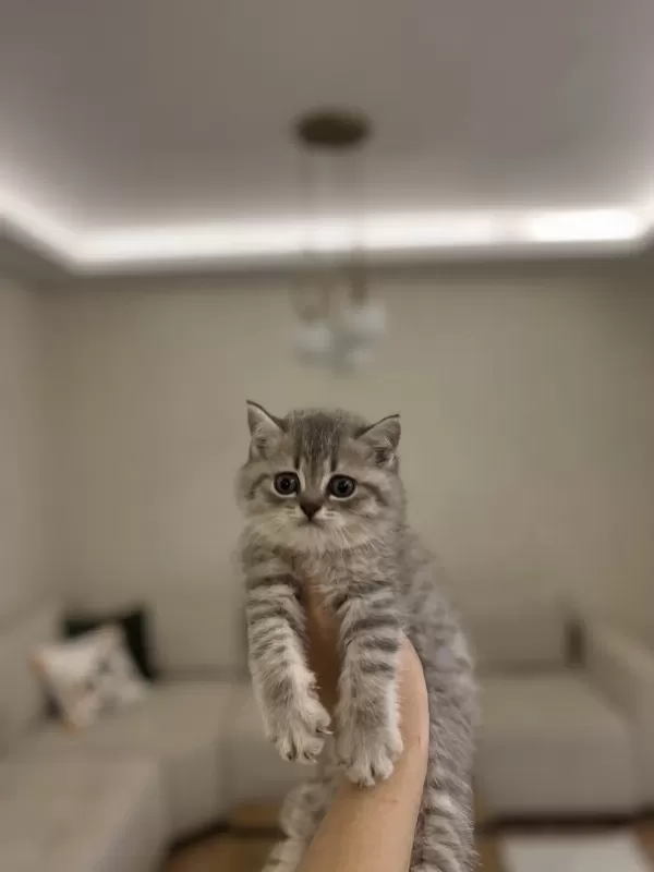Safkan British Shorthair Yavrularim
