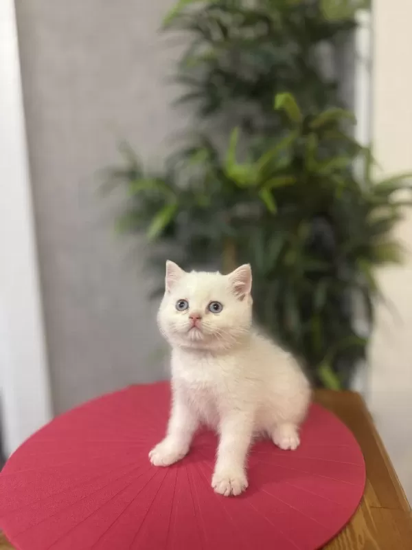 British Shorthair Red Point Yavrularim