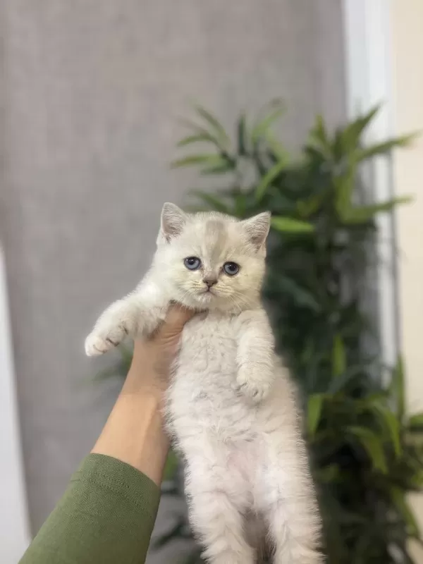 British Shorthair Silver Yavrularim