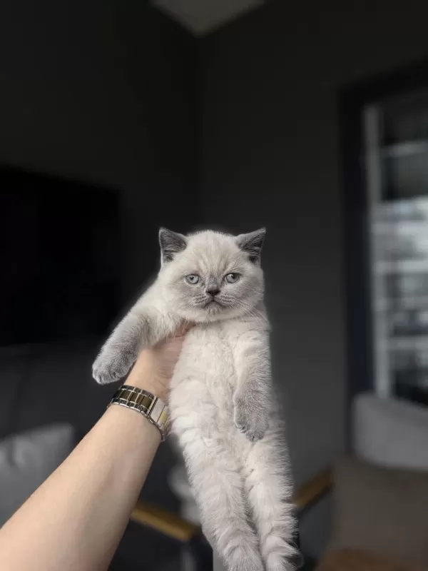 British Shorthair Blue Point Yavrularim