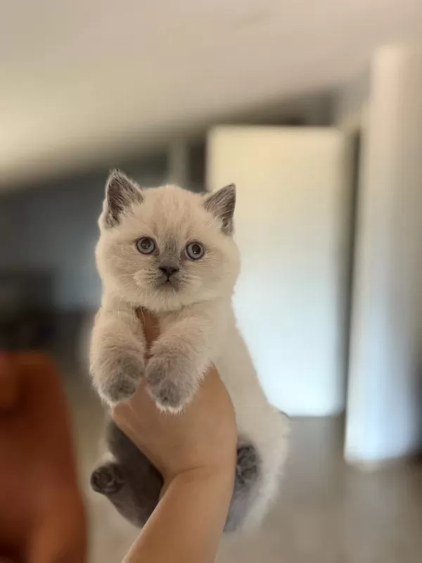 British Shorthair Blue Point Yavrularim
