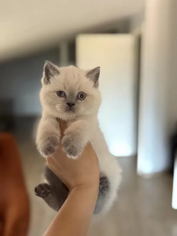 British Shorthair Blue Point Yavrularim