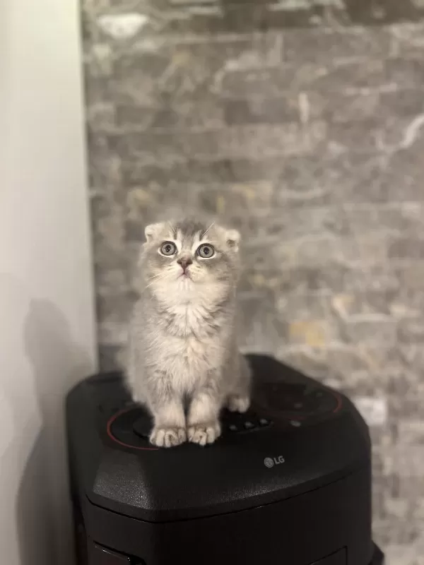 Scottish Fold A Kalite Yavrularim