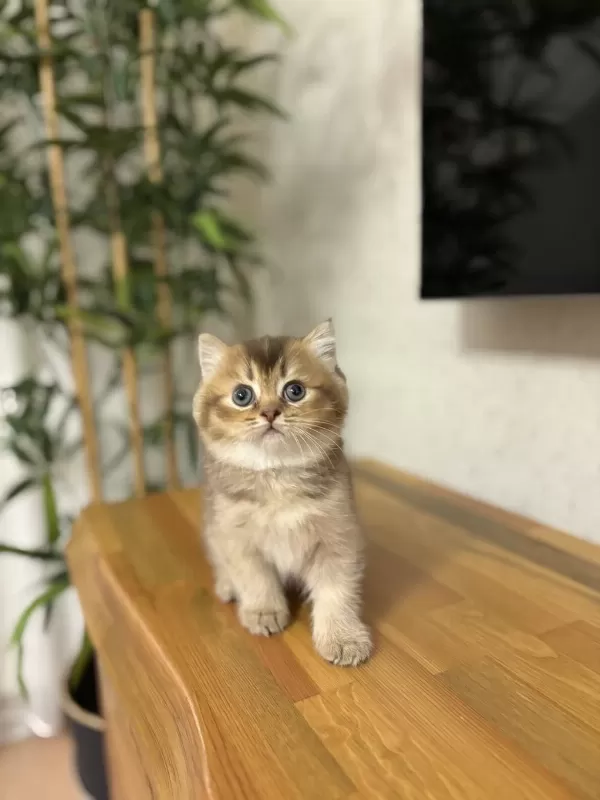 British Shorthair Golden Yavrularim