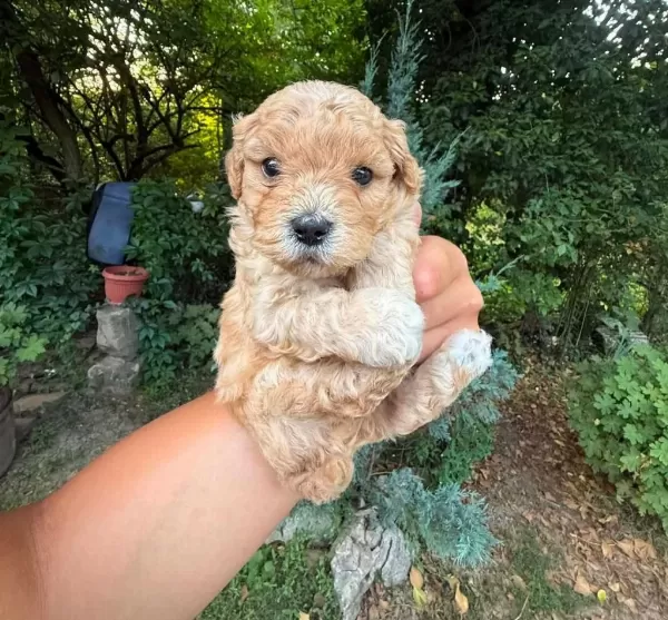 Maltipoo Yavrularimiz