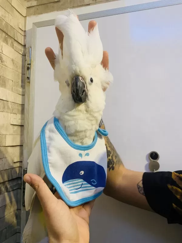 Pamukk Gibi Gerçek Bebek Yavru Kakadu