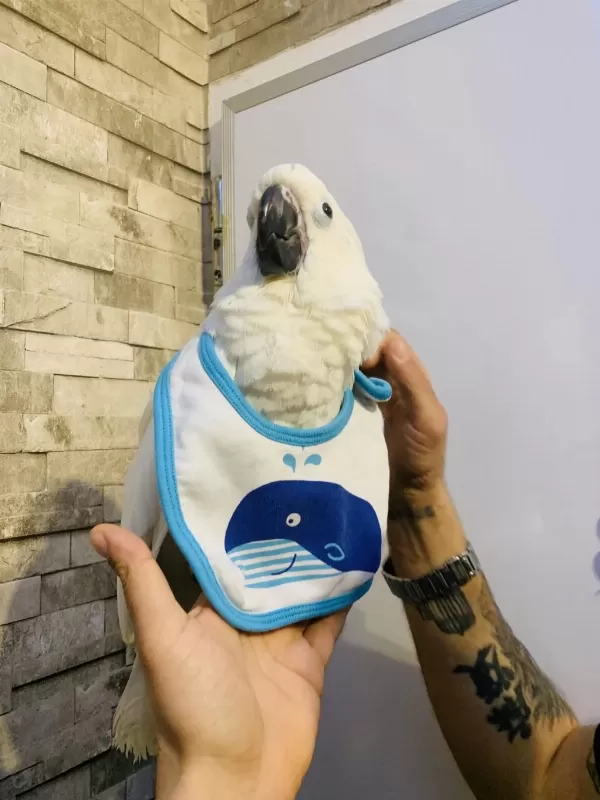 Pamukk Gibi Gerçek Bebek Yavru Kakadu