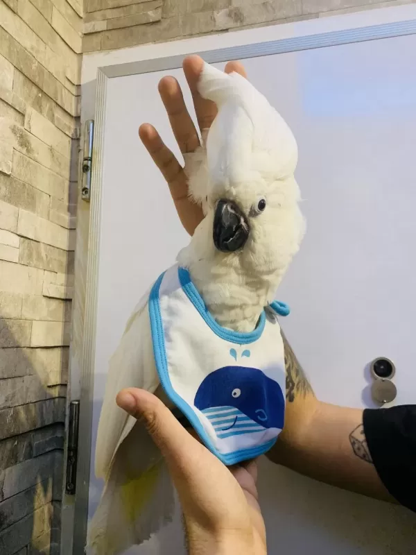 Pamukk Gibi Gerçek Bebek Yavru Kakadu