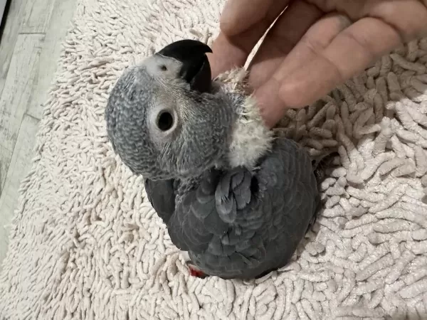 El Beslemesi Çok Evcil Bebek Jako Papağani
