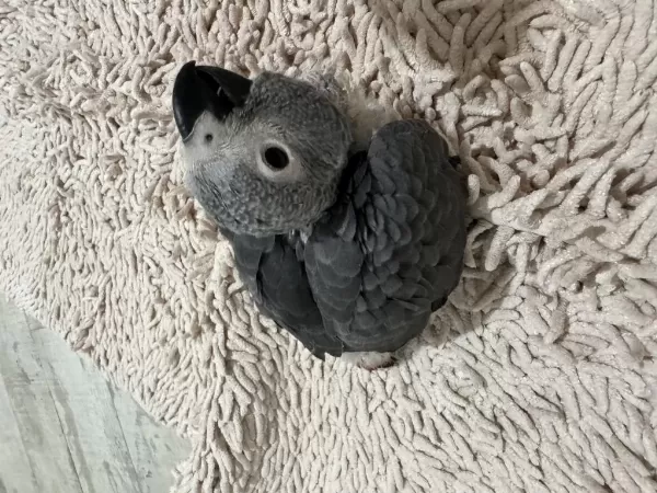 El Beslemesi Çok Evcil Bebek Jako Papağani