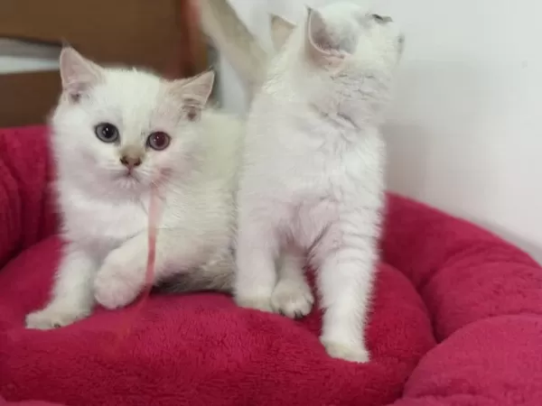 En Güzel Beyaz Mavi Gözlü British Shorthair