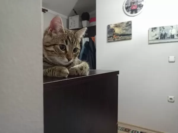 Fıstık Uysal Zeki Tekir Kedimiz