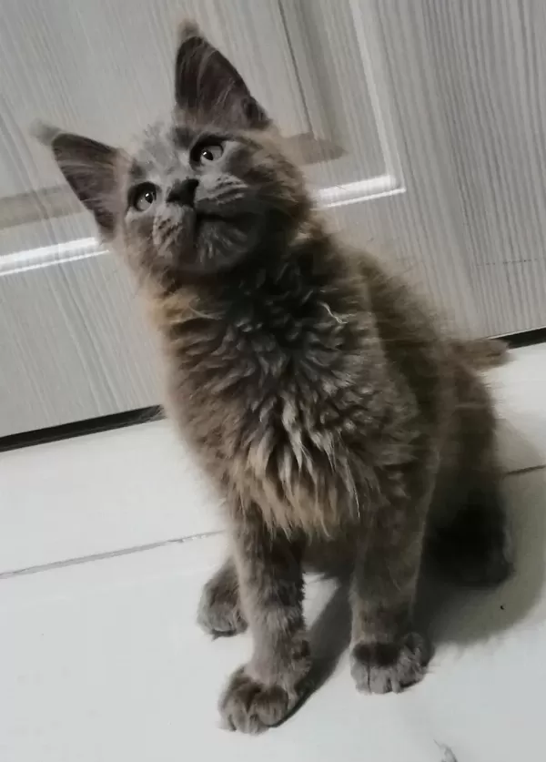 Safkan Erkek Maine Coon Yavrum