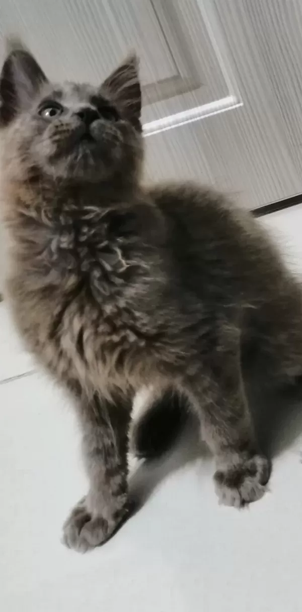 Safkan Erkek Maine Coon Yavrum