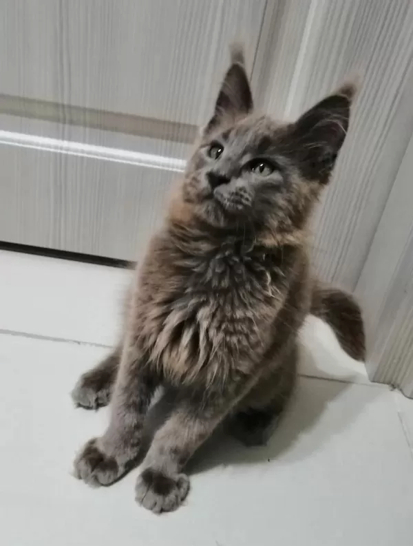 Safkan Erkek Maine Coon Yavrum