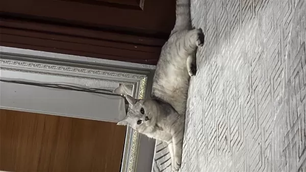 Kedimizi Sahiplendirmek