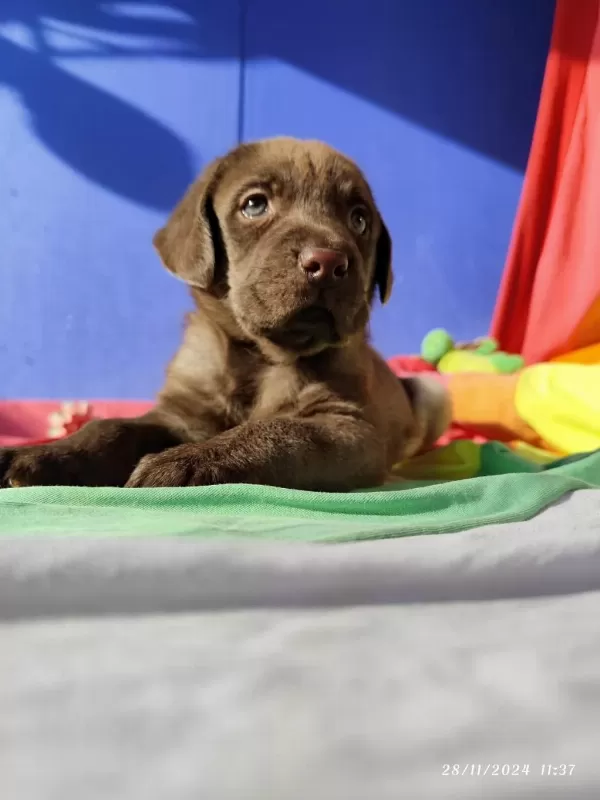 Çok Uygun Rakamlara Labrador Yavrular
