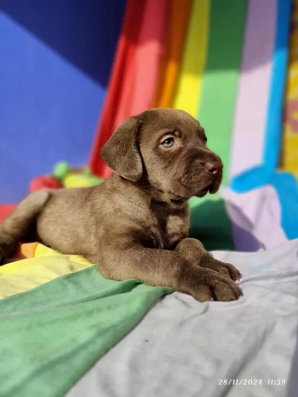 Çok Uygun Rakamlara Labrador Yavrular
