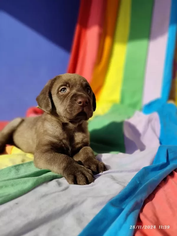 Çok Uygun Rakamlara Labrador Yavrular