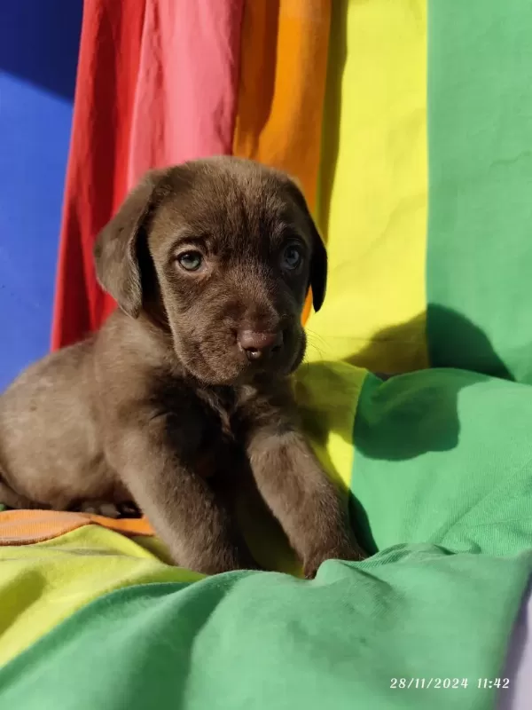 Çok Uygun Rakamlara Labrador Yavrular