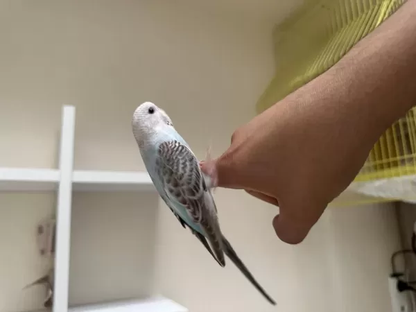 4 Kuş Bulunmaz Firsat Muhabbet Kuşlar