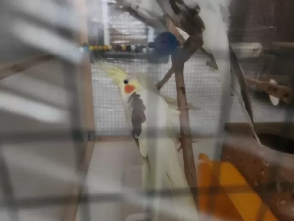 Lutino Sultan Papağanı