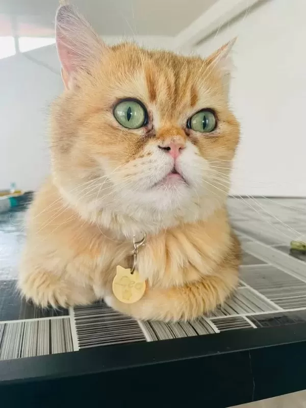 Çok Acil Yuva Bu Yakışıklı Çocuğa Kedimiz