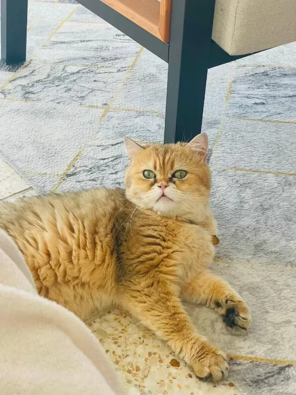 Çok Acil Yuva Bu Yakışıklı Çocuğa Kedimiz