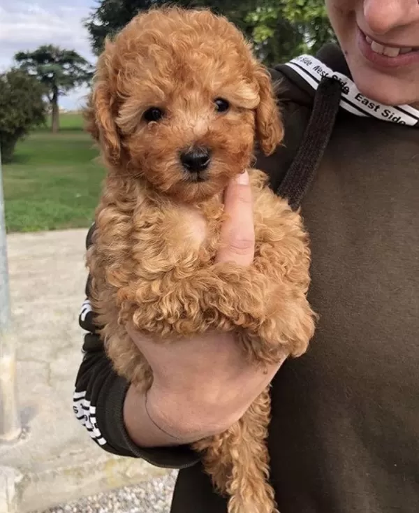 Toy Poodle Köpeklerimiz