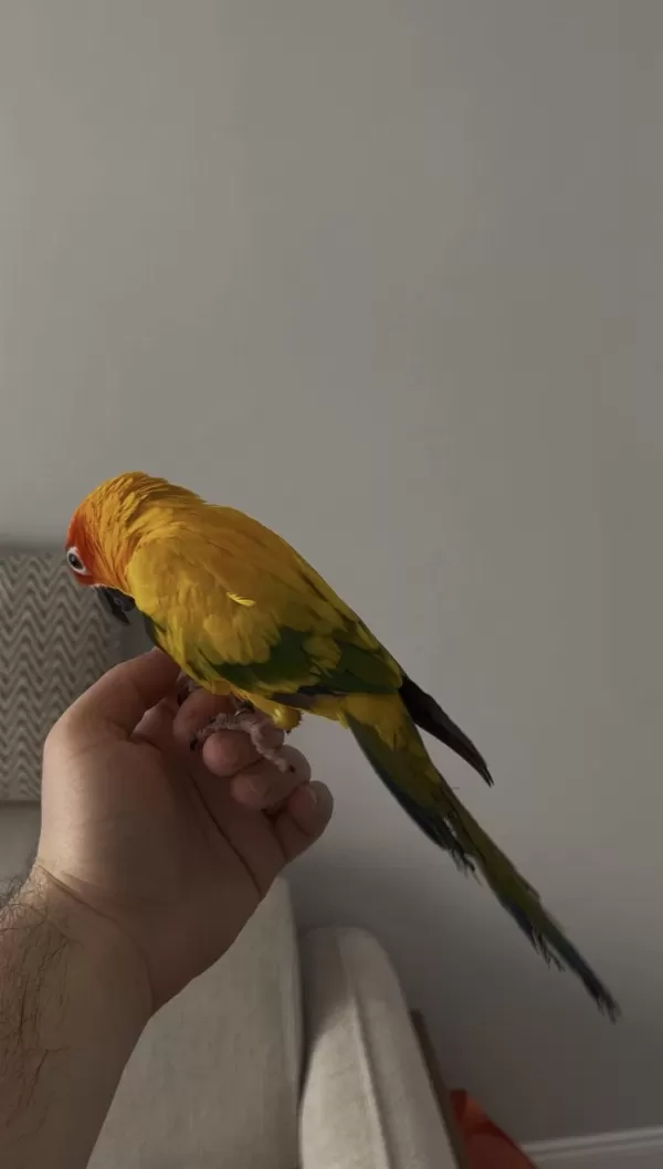 3 Yaşında Evcil Güneş Konur