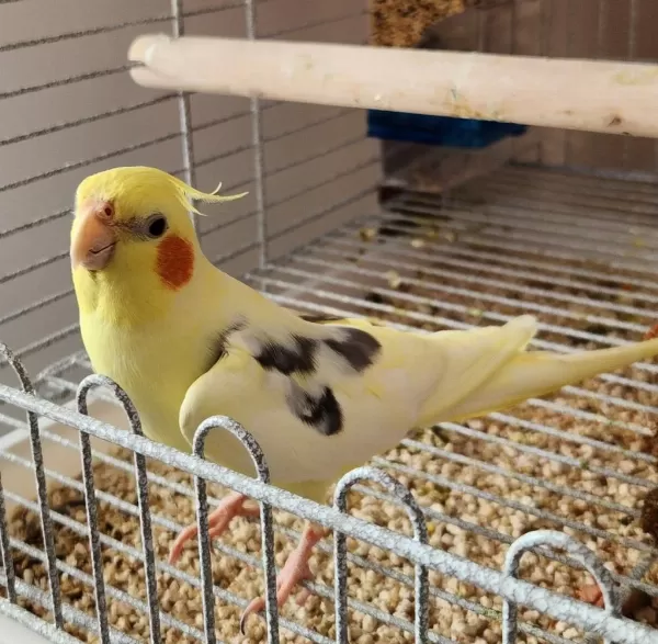 2 Yaşında Konuşan Erkek Sultan Papağanı