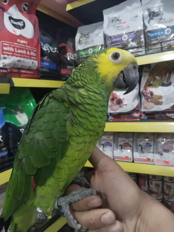 Full Evcil Konuşan Oyun Hamuru Gibi Amazon Papağanı Koko