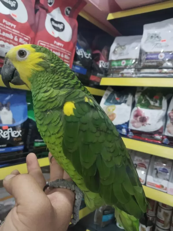 Full Evcil Konuşan Oyun Hamuru Gibi Amazon Papağanı Koko
