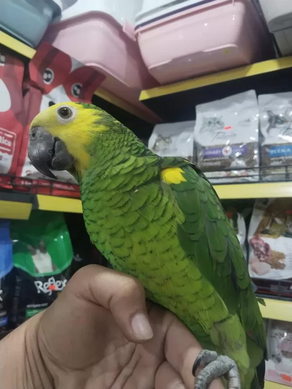 Full Evcil Konuşan Oyun Hamuru Gibi Amazon Papağanı Koko