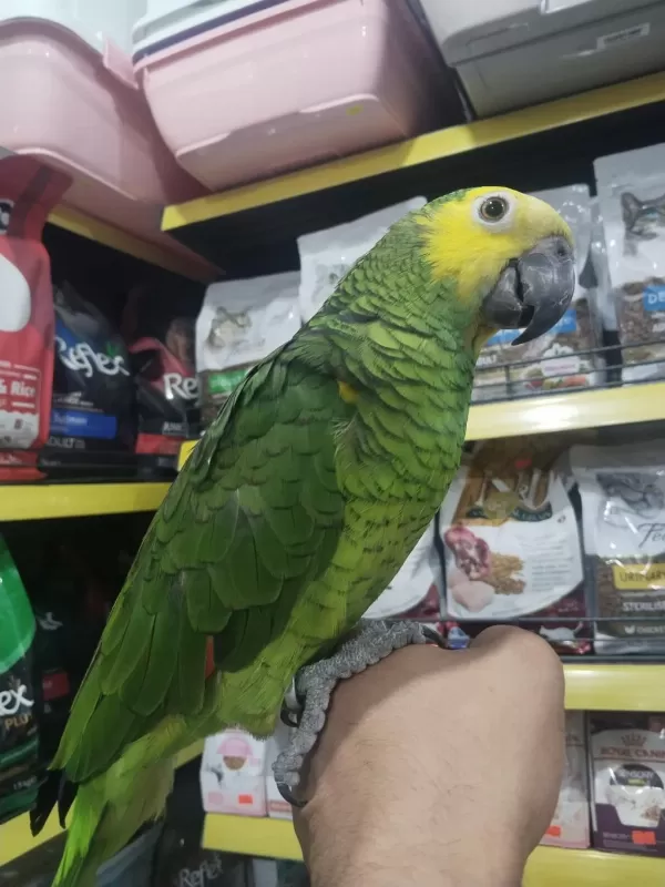 Full Evcil Konuşan Oyun Hamuru Gibi Amazon Papağanı Koko