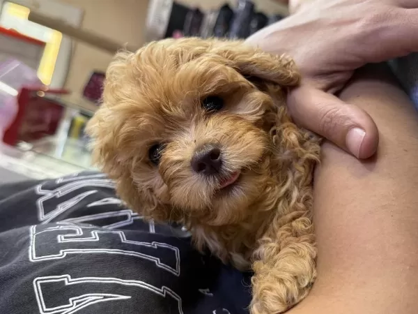 Maltipoo Yavrularımız Kore