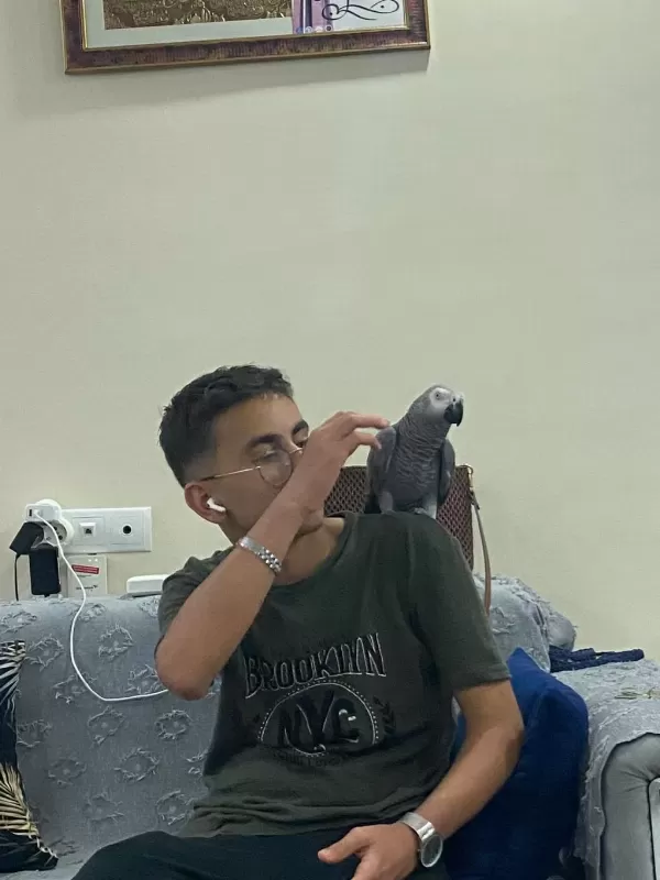 Full Evcil Jako Papağanım İlgilenen Yazabilir
