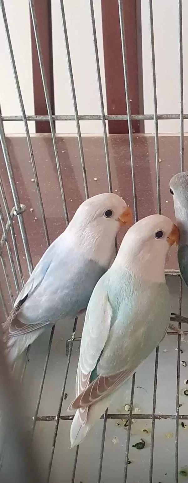 Mutasyonlu Sevda Papağanı Bebek