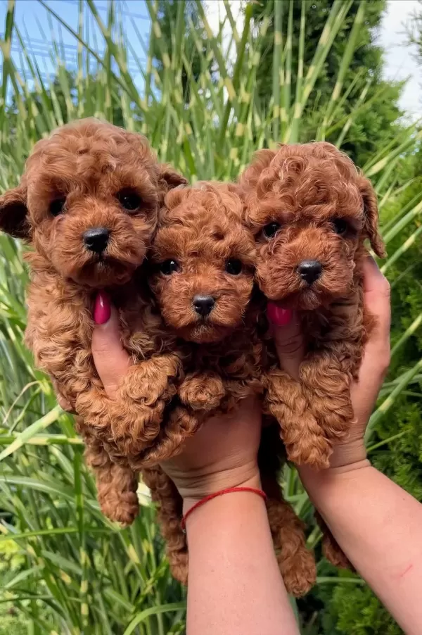 Sağlıklı Toy Poodle Köpekler