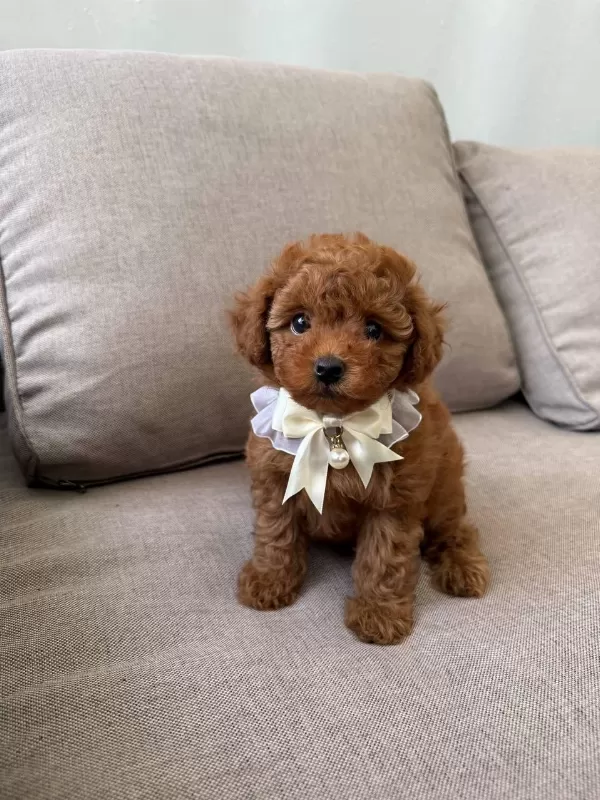 Sağlıklı Toy Poodle Köpekler