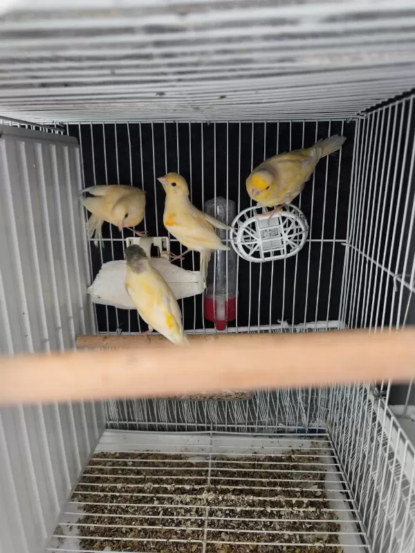 Kaliteli Alman Tepeli Kanarya Yavrular